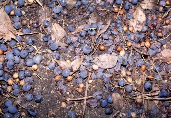 White blooms; Deciduous; Broadleaf