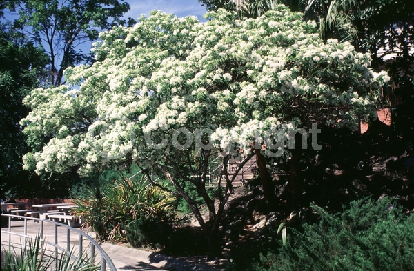 White blooms; Deciduous; Broadleaf