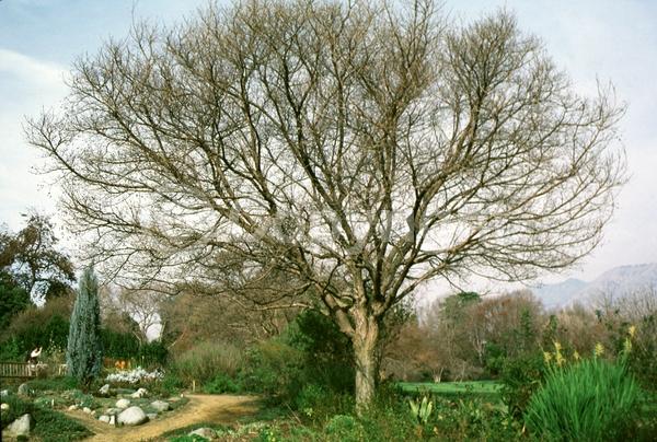 White blooms; Deciduous; Broadleaf