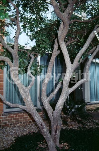 White blooms; Deciduous; Broadleaf