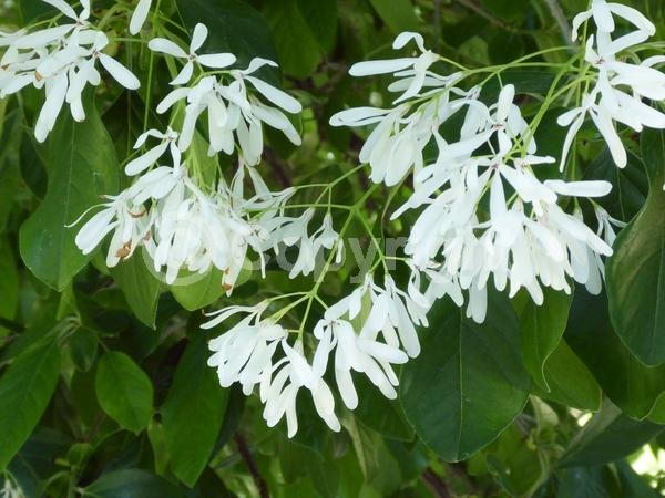 White blooms; Deciduous; Broadleaf