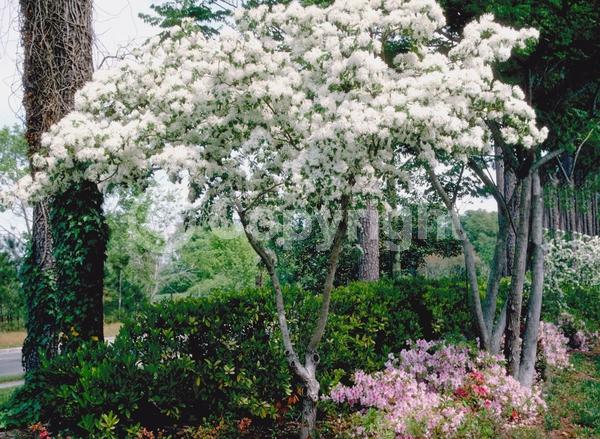 White blooms; Deciduous; Broadleaf