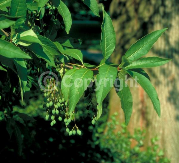 White blooms; Deciduous; Broadleaf; North American Native