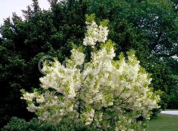 White blooms; Deciduous; Broadleaf; North American Native