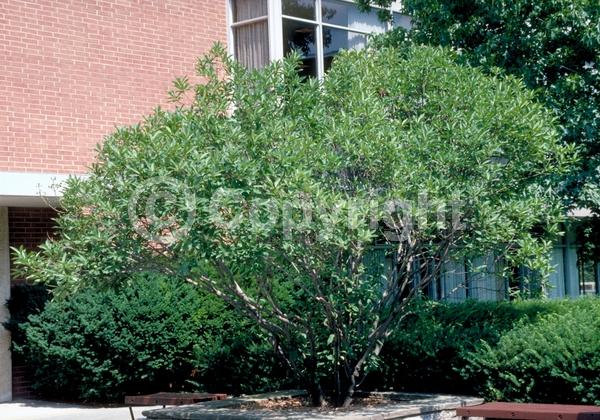 White blooms; Deciduous; Broadleaf; North American Native