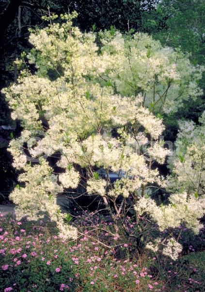 White blooms; Deciduous; Broadleaf; North American Native