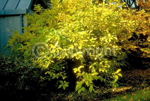 White blooms; Deciduous; Broadleaf; North American Native