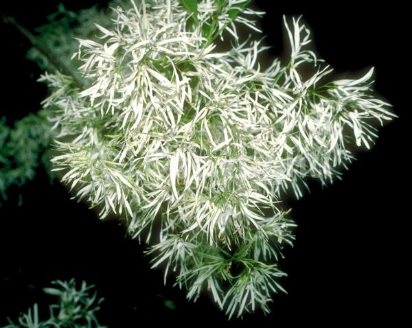 White blooms; Deciduous; Broadleaf; North American Native
