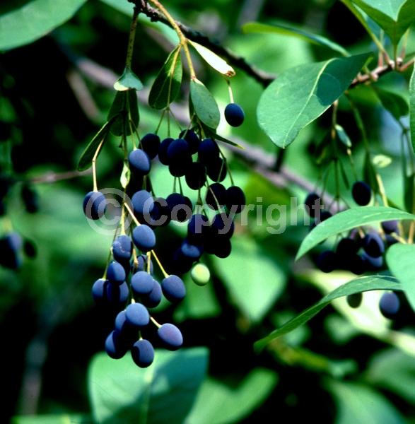 White blooms; Deciduous; Broadleaf; North American Native