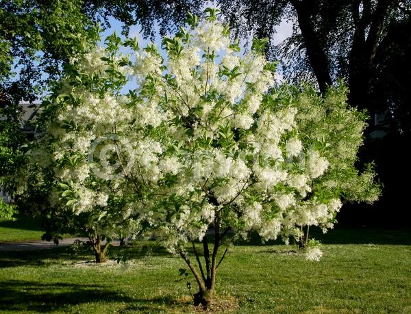 White blooms; Deciduous; Broadleaf; North American Native