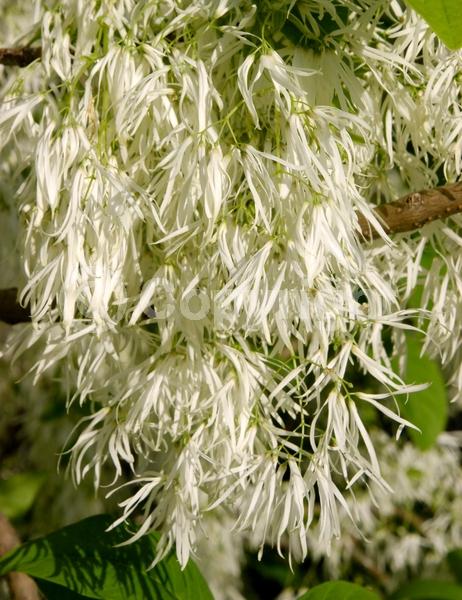 White blooms; Deciduous; Broadleaf; North American Native