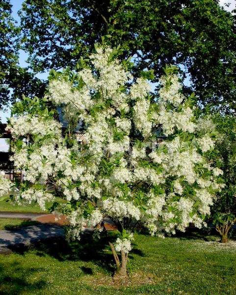 White blooms; Deciduous; Broadleaf; North American Native