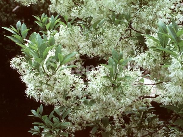 White blooms; Deciduous; Broadleaf; North American Native