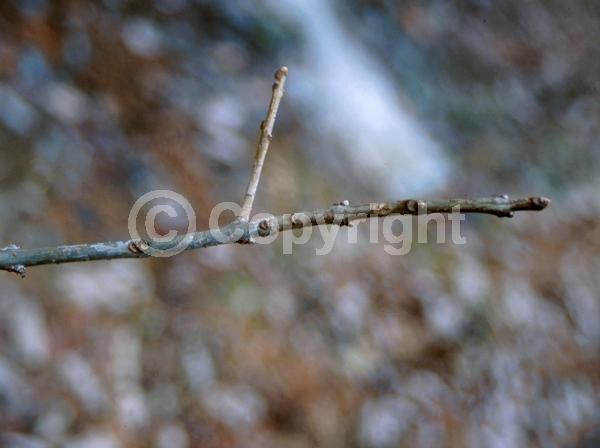 White blooms; Deciduous; Broadleaf; North American Native