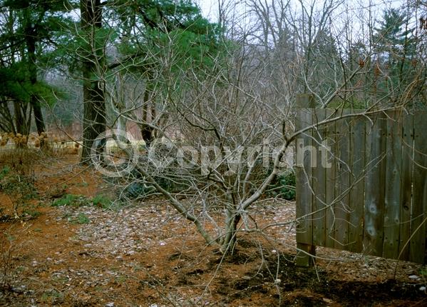 White blooms; Deciduous; Broadleaf; North American Native