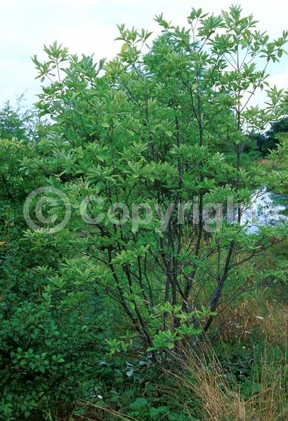 White blooms; Deciduous; Broadleaf; North American Native