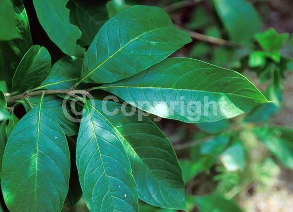 White blooms; Deciduous; Broadleaf; North American Native