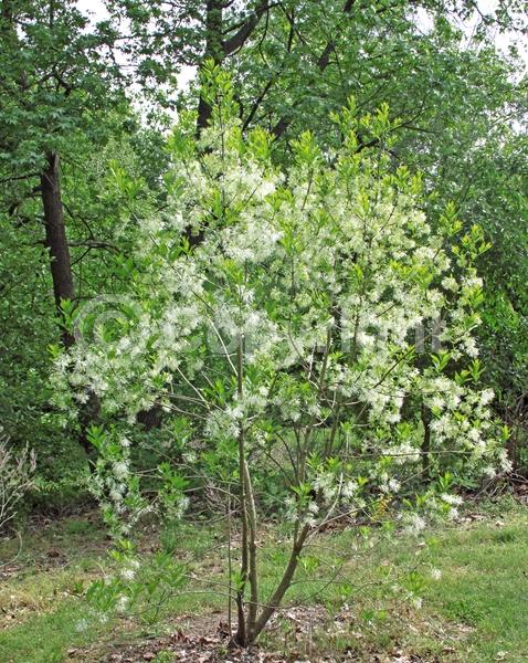White blooms; Deciduous; Broadleaf; North American Native