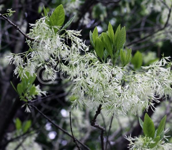 White blooms; Deciduous; Broadleaf; North American Native