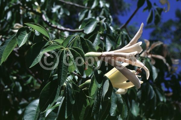 Yellow blooms; White blooms; Deciduous; Broadleaf