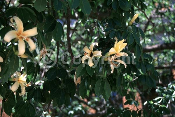 Yellow blooms; White blooms; Deciduous; Broadleaf