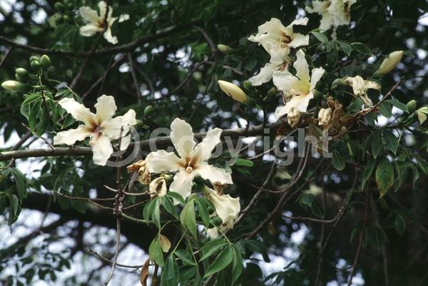 Yellow blooms; White blooms; Deciduous; Broadleaf