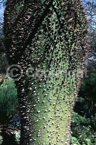 Yellow blooms; White blooms; Deciduous; Broadleaf