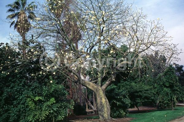Yellow blooms; White blooms; Deciduous; Broadleaf