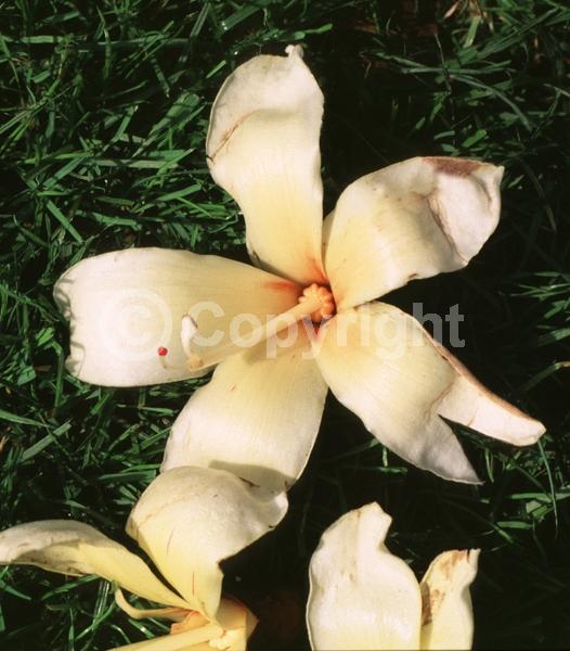 Yellow blooms; White blooms; Deciduous; Broadleaf