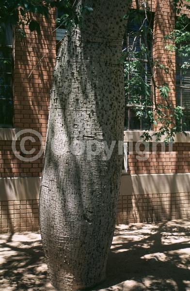 Yellow blooms; White blooms; Deciduous; Broadleaf
