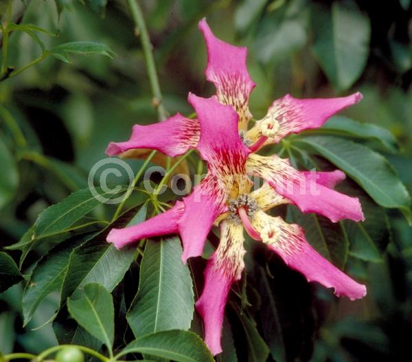 Pink blooms; Deciduous; Broadleaf