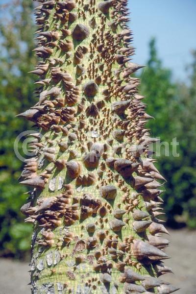 Pink blooms; Deciduous; Broadleaf