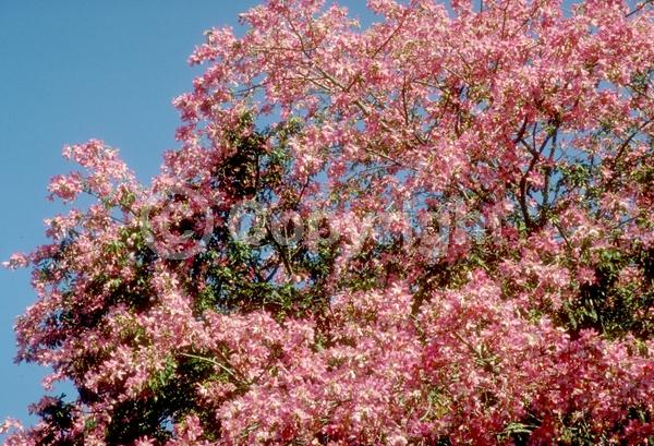 Pink blooms; Deciduous; Broadleaf