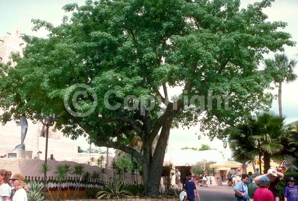 Pink blooms; Deciduous; Broadleaf