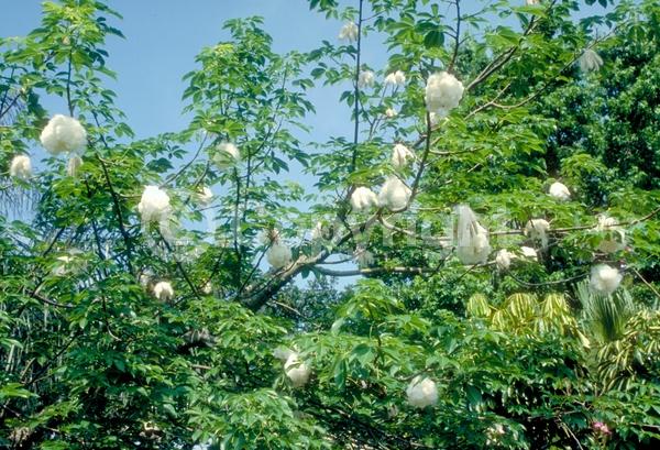 Pink blooms; Deciduous; Broadleaf