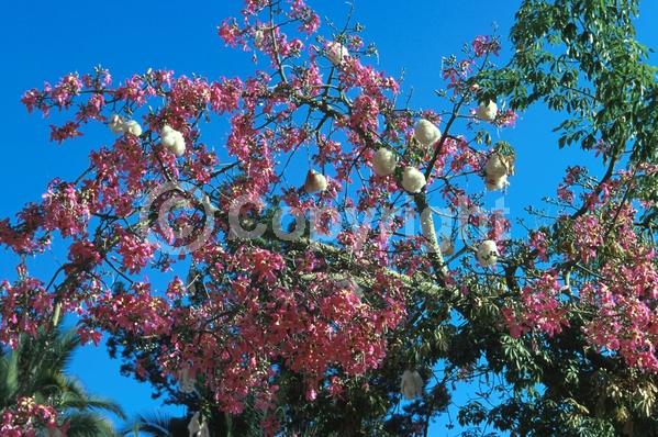 Pink blooms; Deciduous; Broadleaf