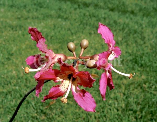 Pink blooms; Deciduous; Broadleaf