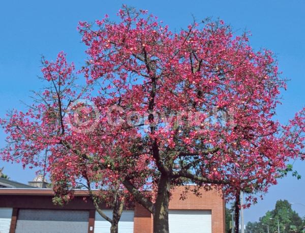 Pink blooms; Deciduous; Broadleaf