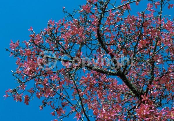 Pink blooms; Deciduous; Broadleaf