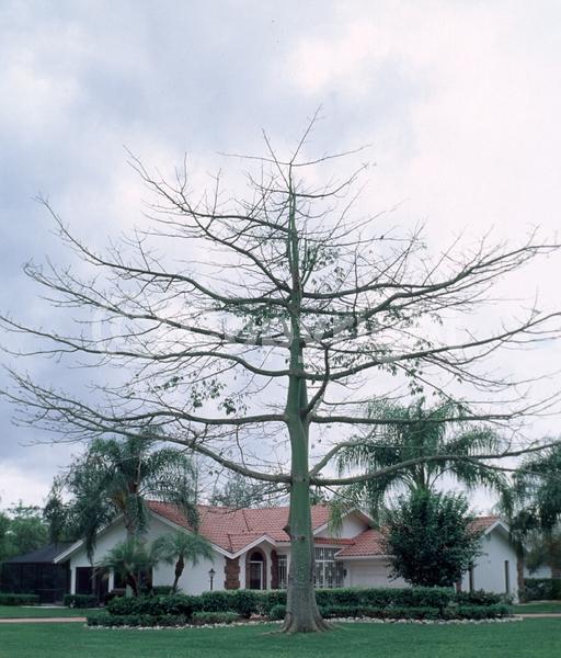 Pink blooms; Deciduous; Broadleaf