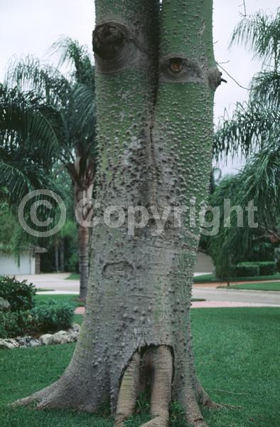 Pink blooms; Deciduous; Broadleaf