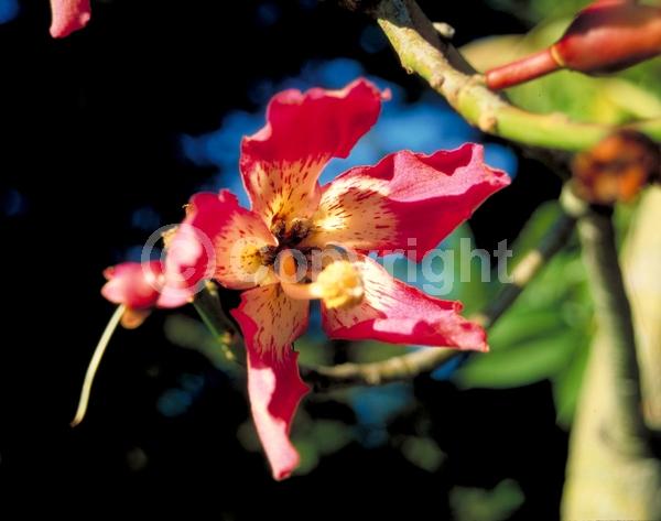 Pink blooms; Deciduous; Broadleaf