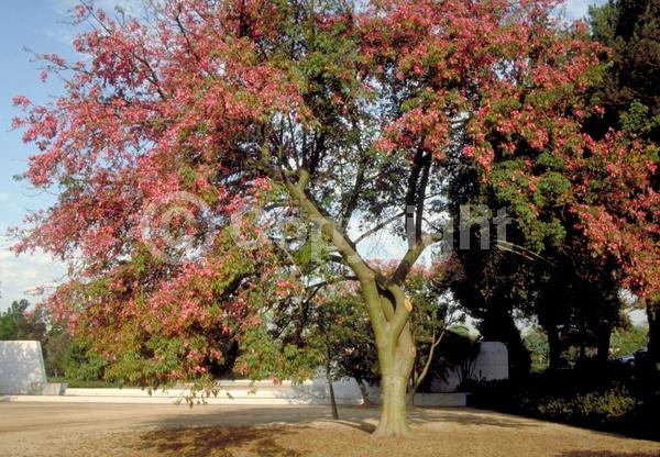 Pink blooms; Deciduous; Broadleaf