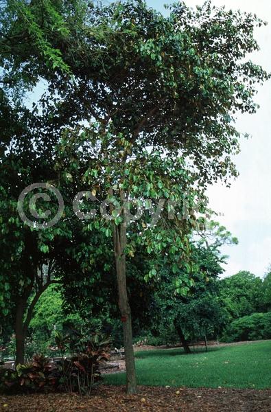 White blooms; Evergreen; Broadleaf; North American Native
