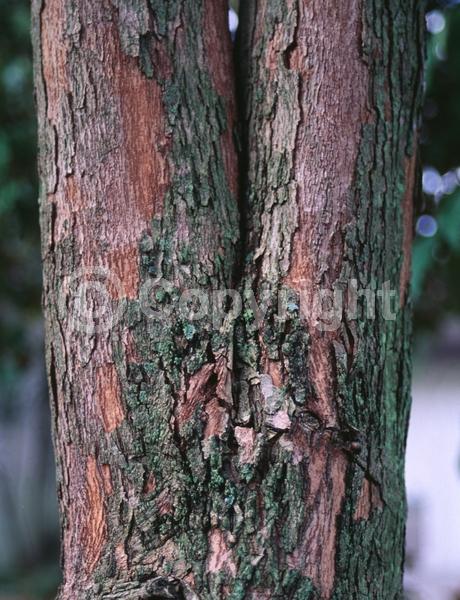 White blooms; Evergreen; Broadleaf; North American Native