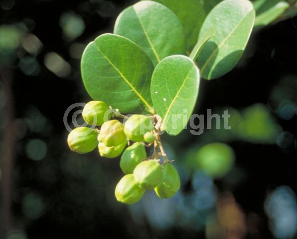 White blooms; Evergreen; Needles or needle-like leaf; North American Native