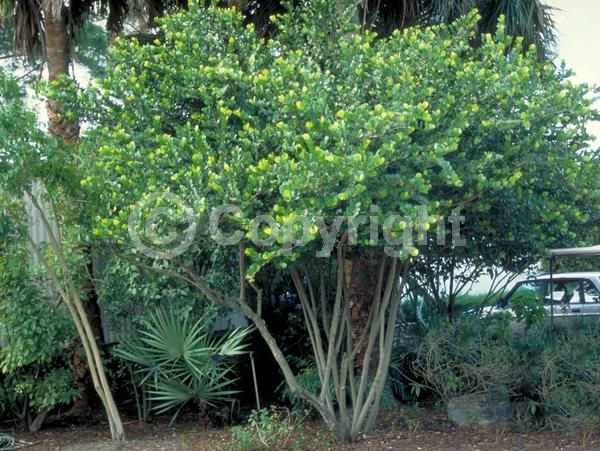 White blooms; Evergreen; Needles or needle-like leaf; North American Native