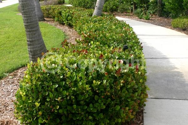 White blooms; Evergreen; Needles or needle-like leaf; North American Native