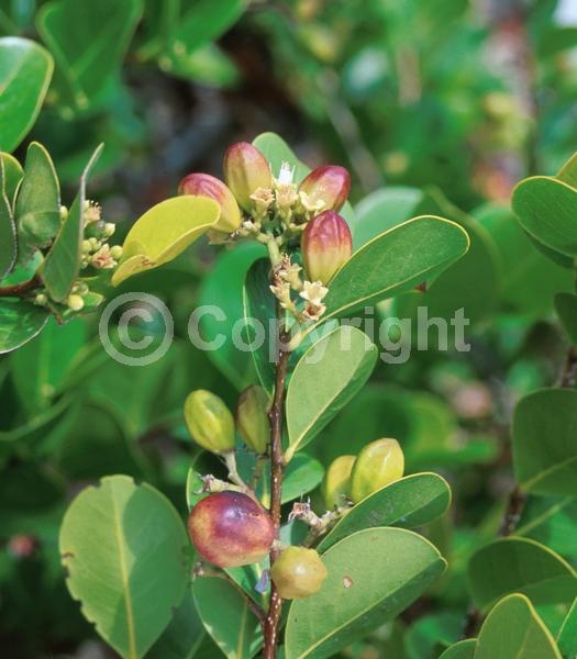 White blooms; Evergreen; Needles or needle-like leaf; North American Native