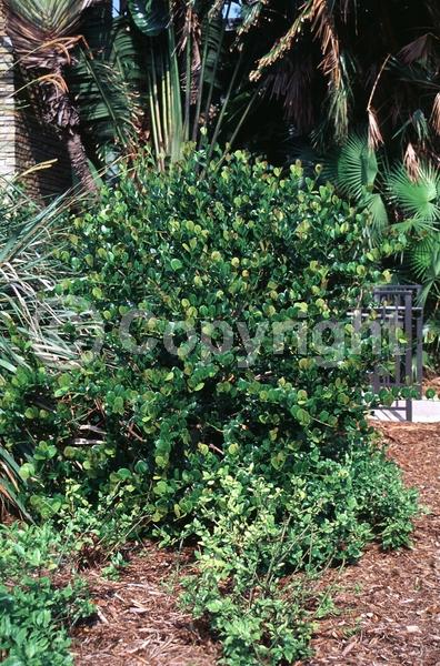 White blooms; Evergreen; Needles or needle-like leaf; North American Native